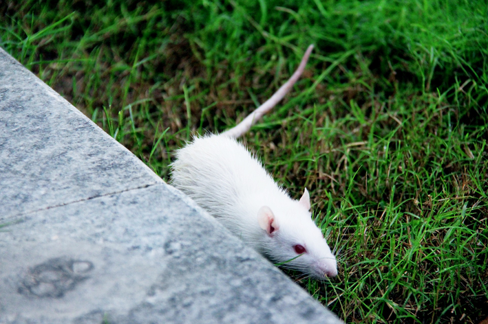 O rato de laboratório é um dos animais mais inteligentes do mundo