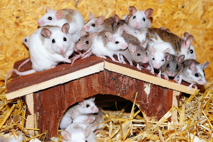 Conheça os 6 maiores roedores do mundo, Comportamento