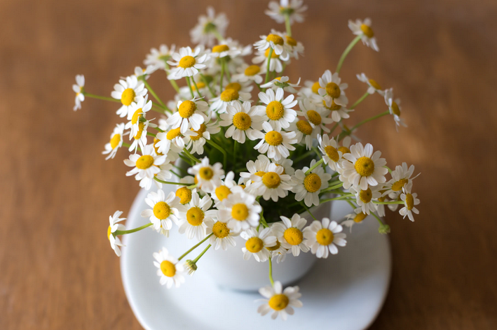 Conheça 5 tipos de flores para vasos | Blog da Cobasi