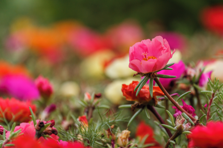 Onze-horas: saiba como plantar e cuidar dessa flor - Blog da Cobasi