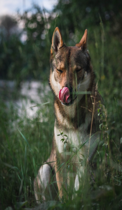 cão-lobo-checoslovaco
