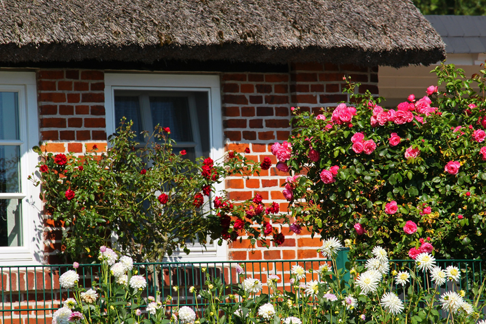 Saiba como fazer um jardim de rosas | Blog da Cobasi