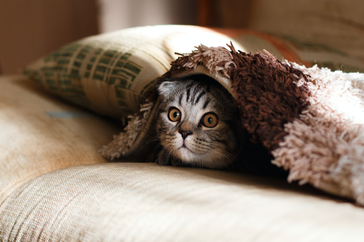 gato escondido abaixo do tapete