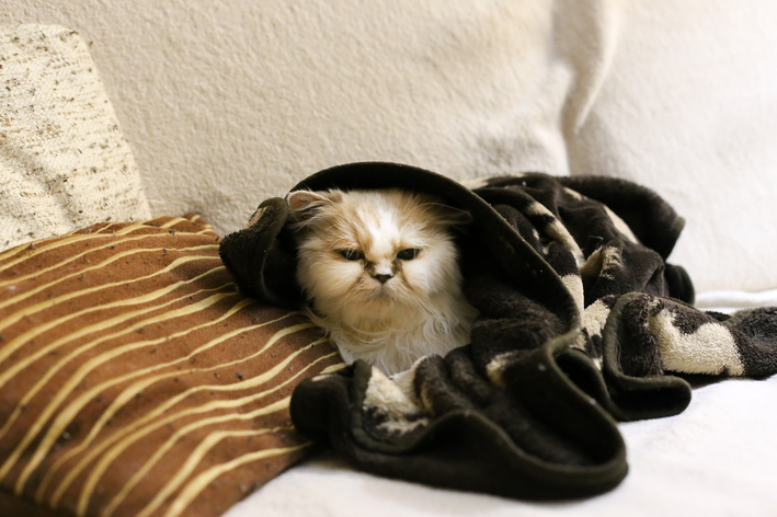 gato cruzando com cobertor