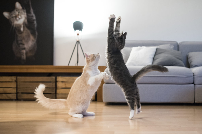 Gato pulando? Descubra 5 curiosidades sobre o salto dos felinos!