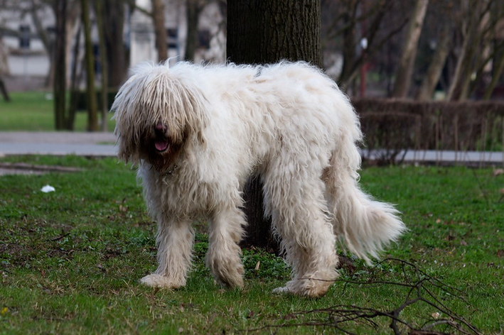 Cachorro gigante: 11 maiores raças do mundo - Blog da Cobasi