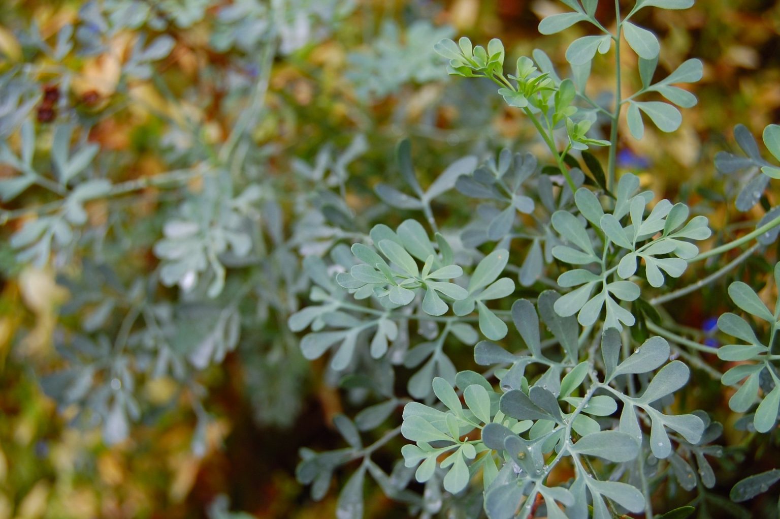 40 Plantas Medicinais E Como Usá Las Blog Da Cobasi 2940