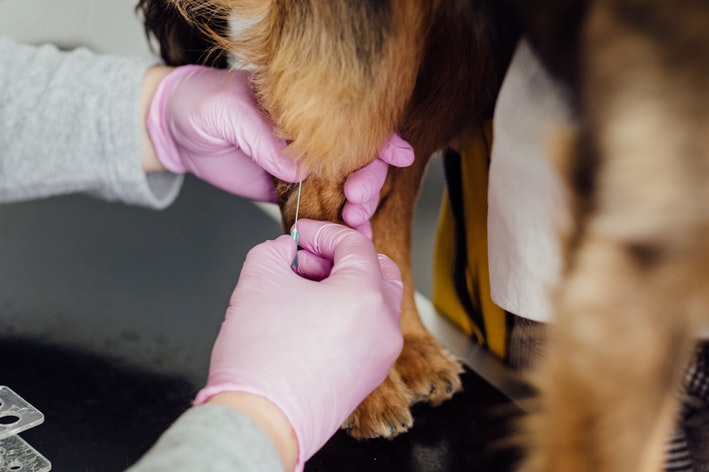 cachorro tomando vacina vanguard