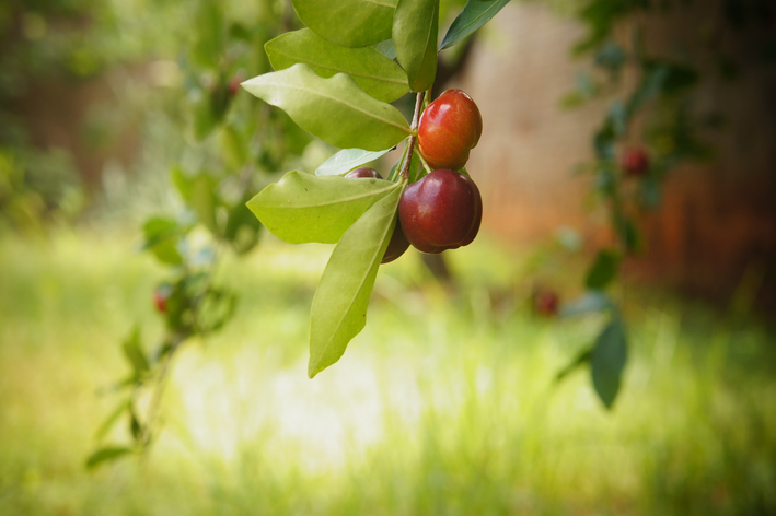 A acerola é uma das principais frutas do verão