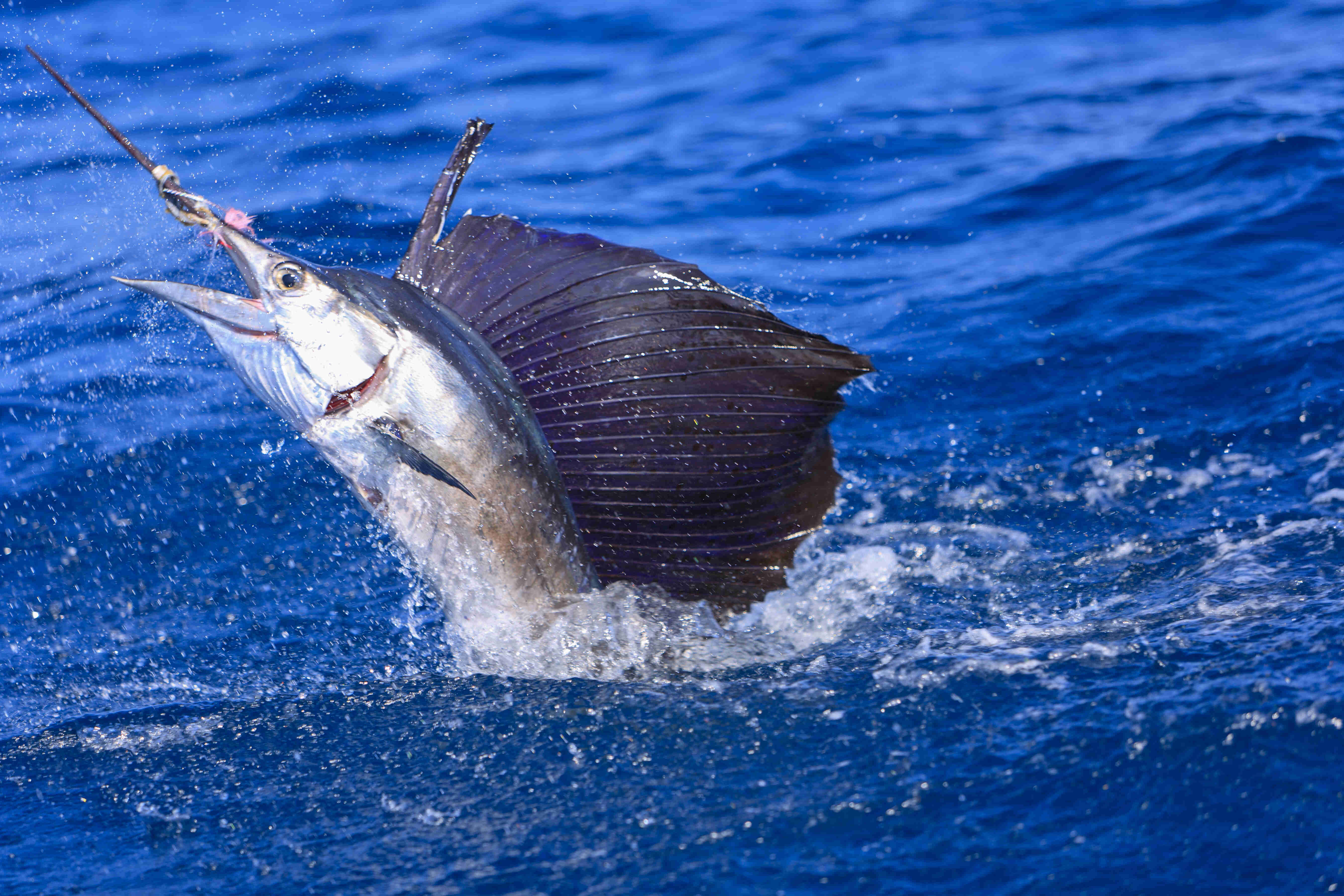 Agulhão-bandeira: saiba tudo sobre esse peixe incrível