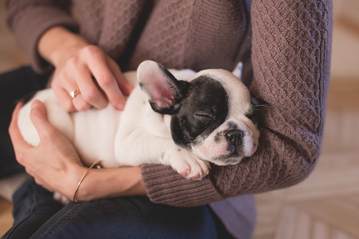Filhote de Bulldog: confira as características e cuidados