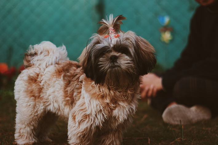 Penteado de cachorro: qual combina com o seu pet? | Blog da Cobasi