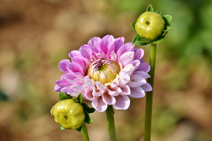 Dália: conheça essa espécie de flor - Blog da Cobasi
