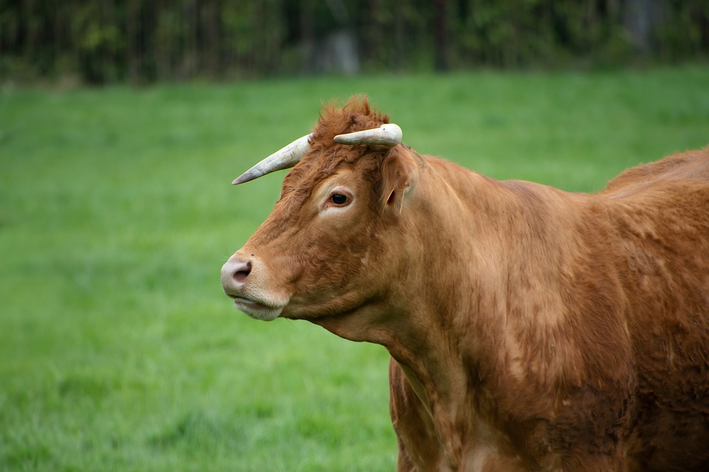 Por que temos vacas e bois próximos ao nosso estômago? - Charada e