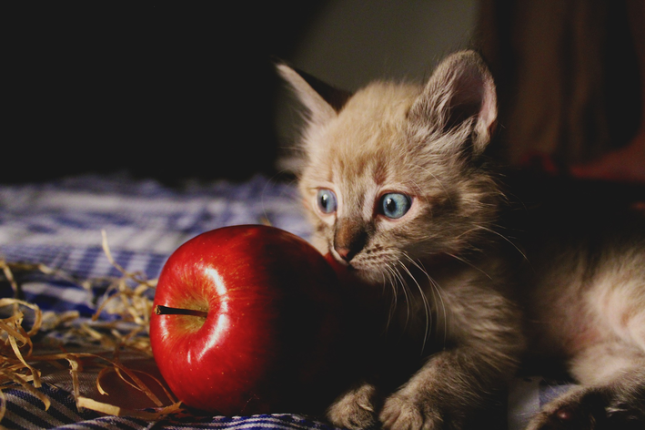 Quais são as frutas que gatos podem comer