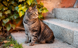 gato-desaparecido-sentado-escada