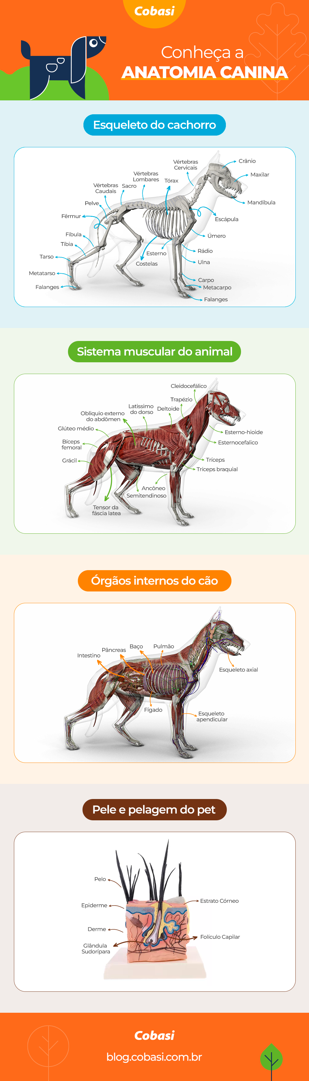 infográfico com as partes da anatomia canina