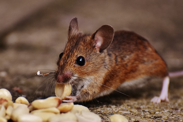 uma foto que mostra o que rato come