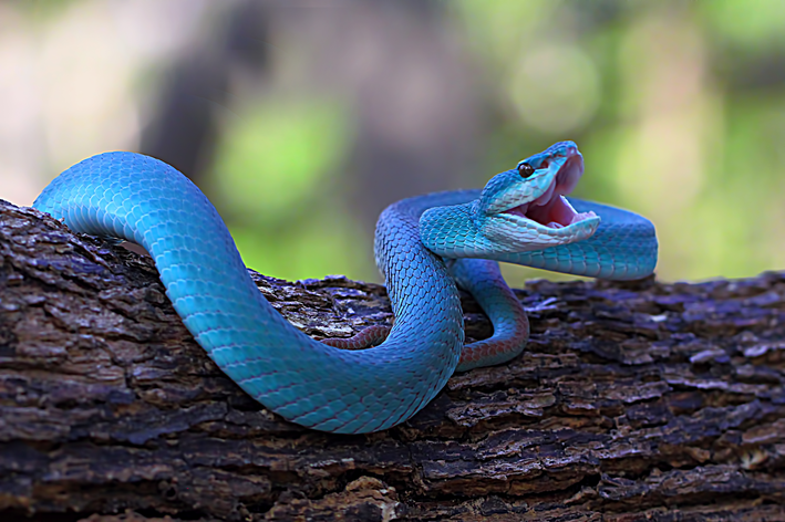 Cobra Azul - Popular Arte Brasil