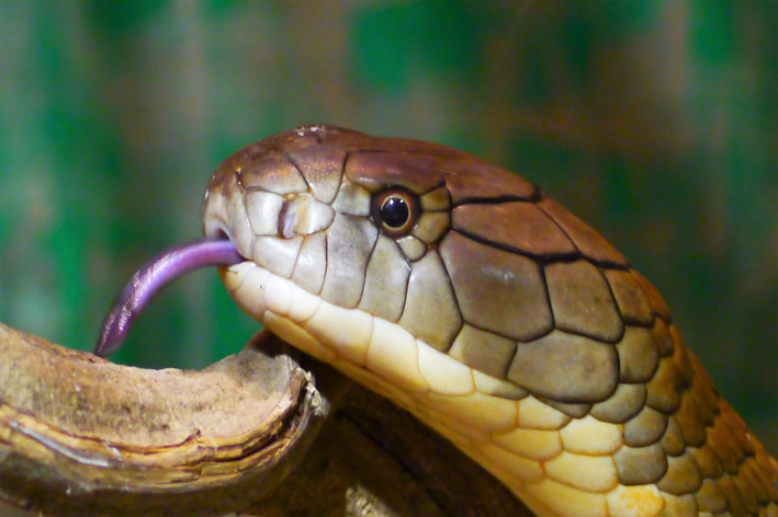 Saiba qual é a maior cobra do mundo - Blog da Cobasi