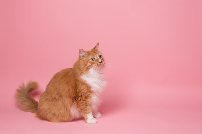 Esplenomegalia em gatos: o que é e como tratar
