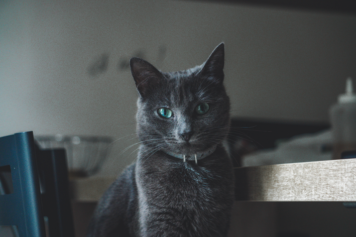 Fibrossarcoma em gatos: você sabe o que é?