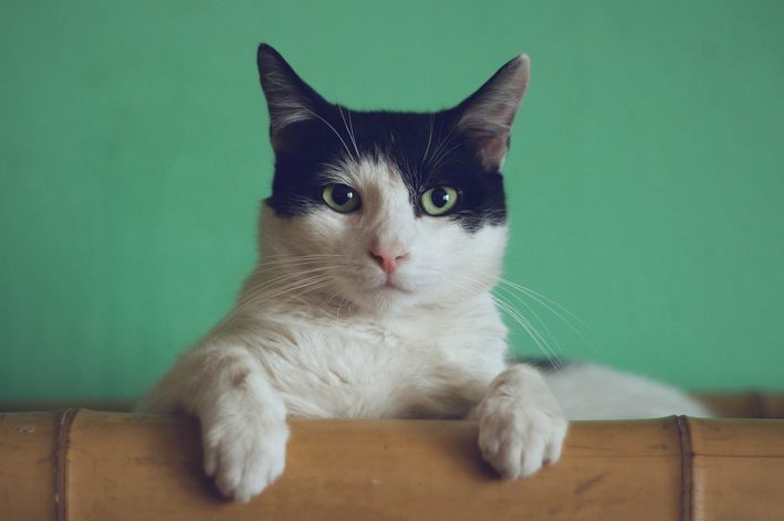 Pneumonia em gatos: fique atento ao seu pet