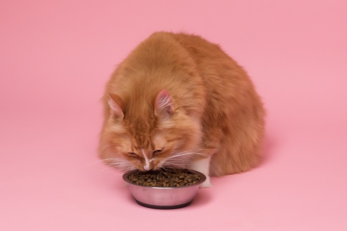 com quantos meses o gato pode comer ração