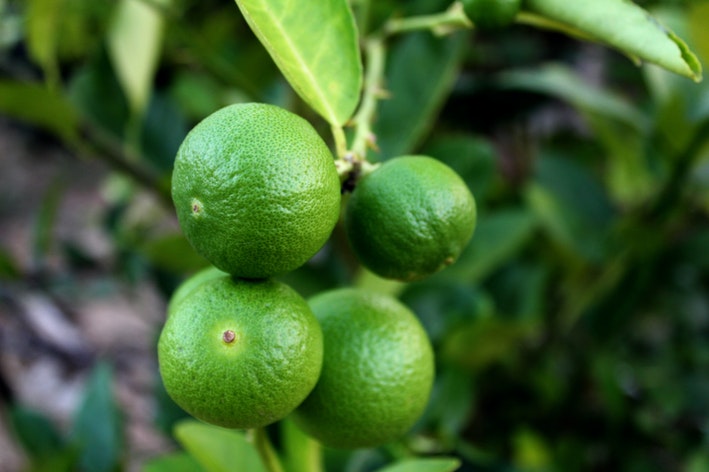 como plantar limão-taiti