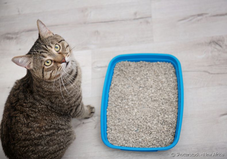tipos de areia de gato