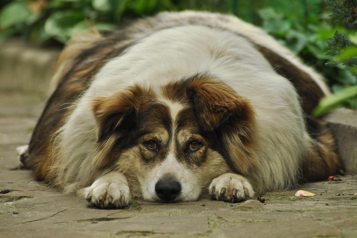 Cachorro gordo: veja como prevenir e tratar a condição