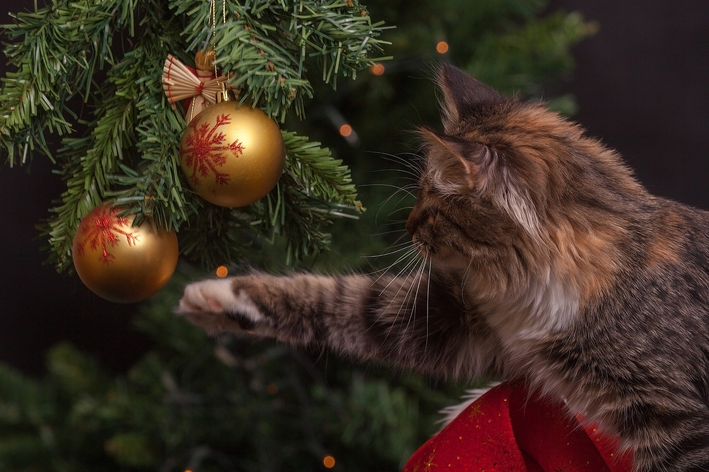 Gatos e árvores de Natal: o que explica a fixação