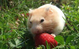Hamster pode comer morango? Descubra!