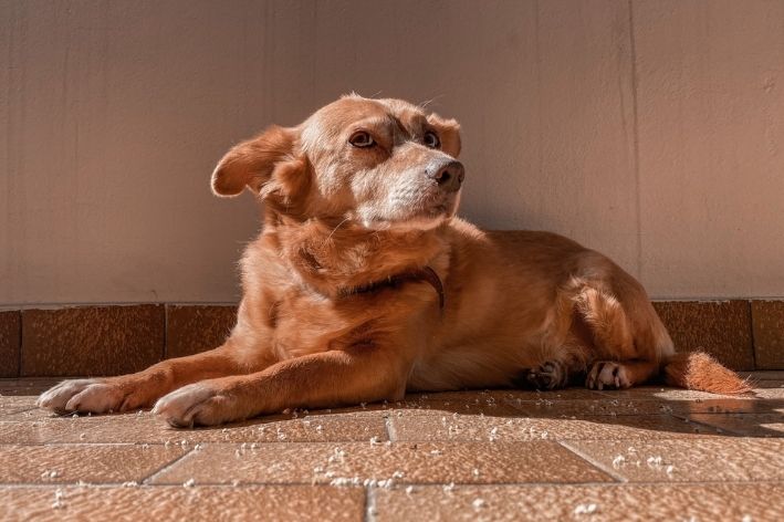 porque cachorro gosta de tomar sol