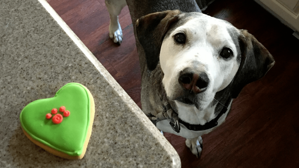 3 receitas de bolo de aniversário para cachorro