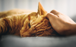 Doença Renal Crônica em gatos: sintomas, diagnóstico e tratamento