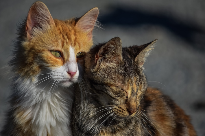 O que é a doença renal crônica em gatos