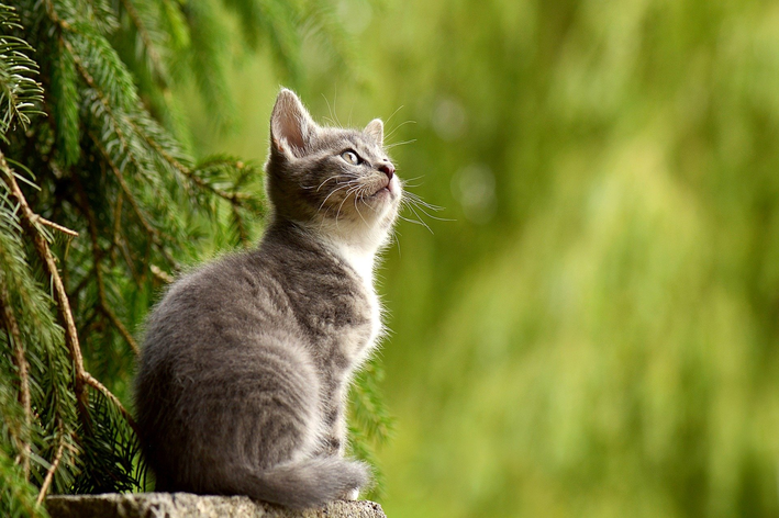 505 nomes para gatos e gatas - clássicos e originais - Dicionário de Nomes  Próprios