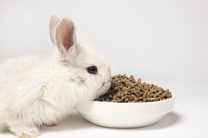 A comida base dos coelhos é ração e feno