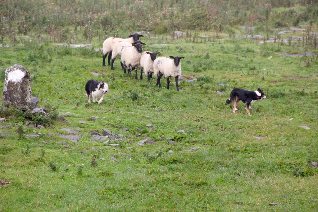 Cães pastores: raças e suas habilidades