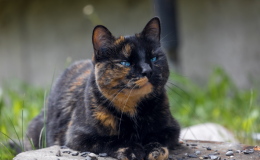 gato bicolor escaminha