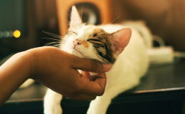 mão fazendo cócegas gato