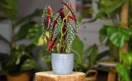 planta-begonia-maculata