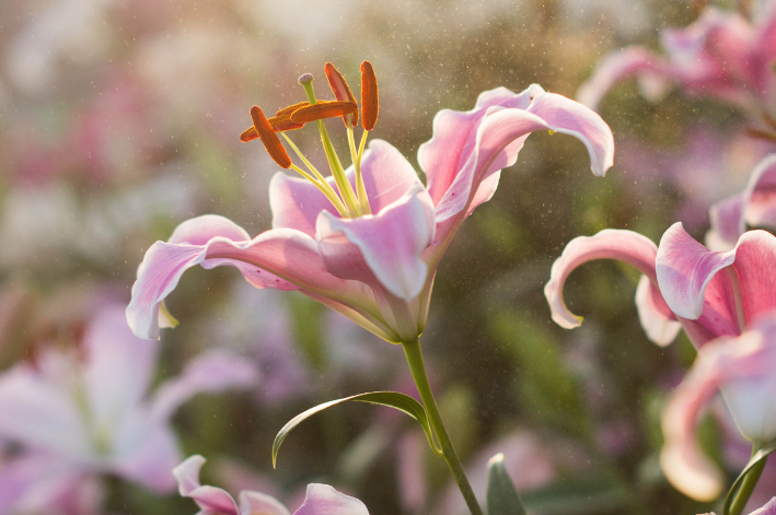 Lírio-da-chuva: como cuidar, cultivar e tudo sobre essa planta