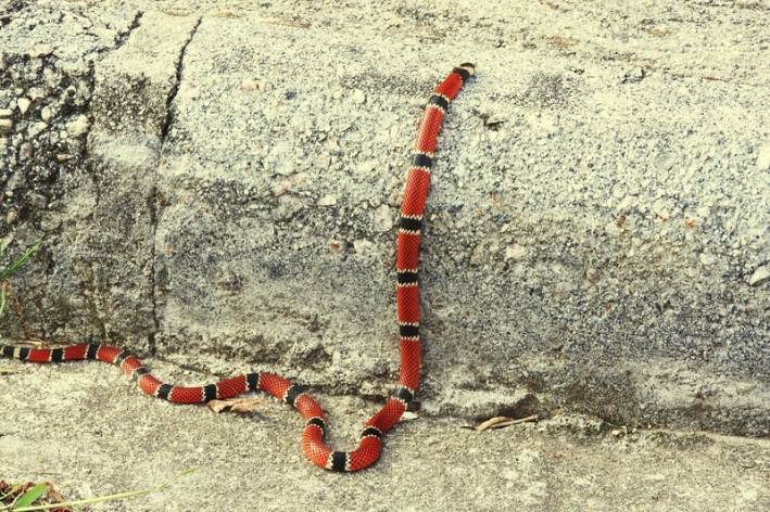 Conheça a cobra mais bonita do mundo - Blog da Cobasi