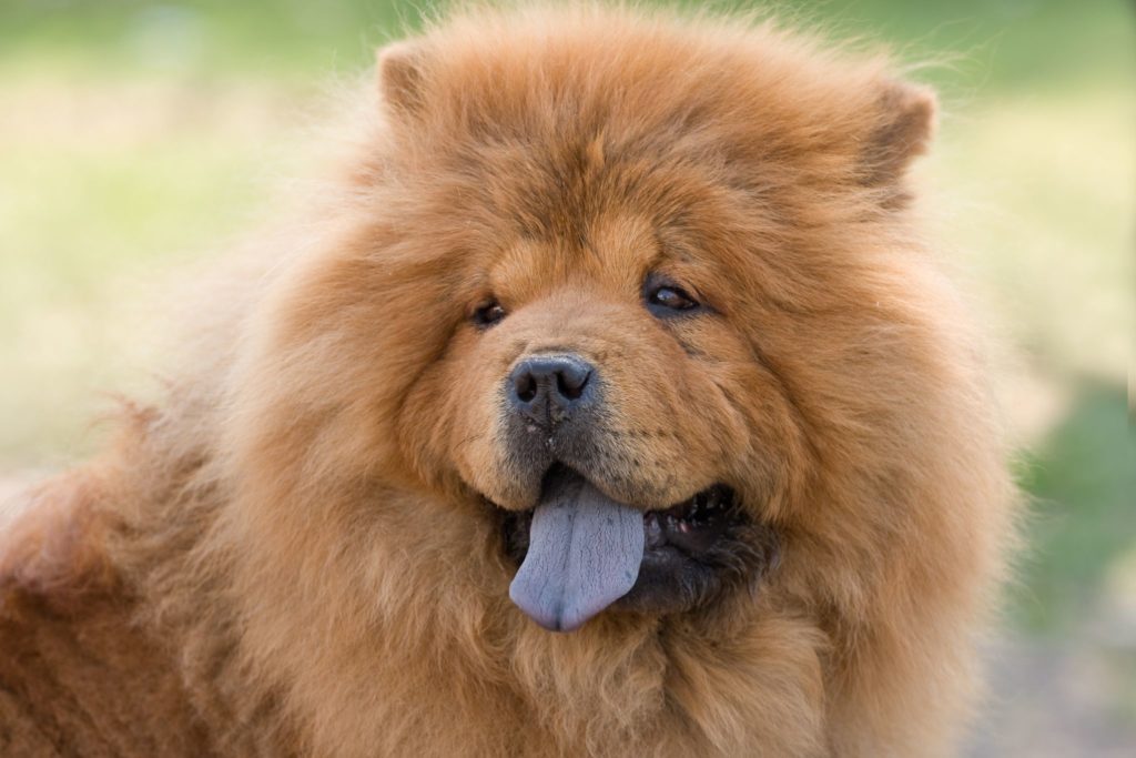 Cachorro mais bonito do mundo: conheça 9 raças - Blog da Cobasi