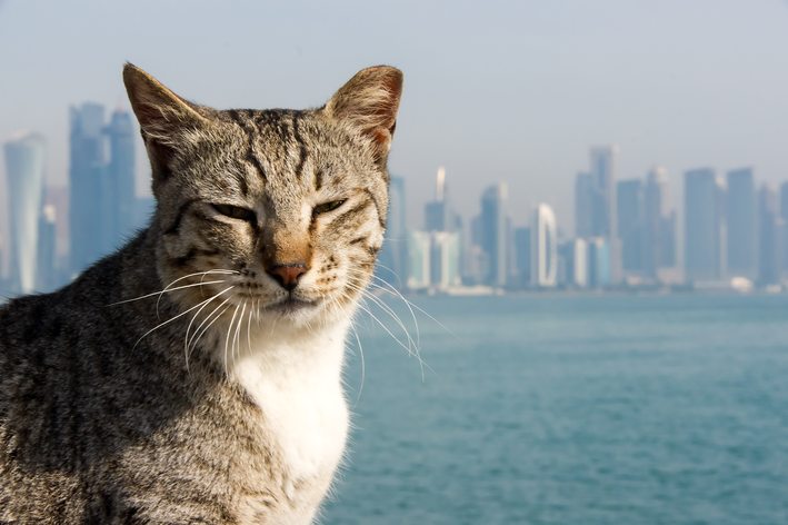 gato sentado na baia de Doha no Catar saiba como é a vida dos pets por lá