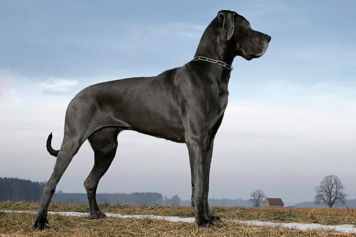 os 10 maiores cachorros do mundo