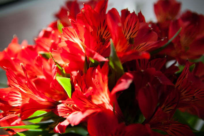 flores vermelhas de astromélia