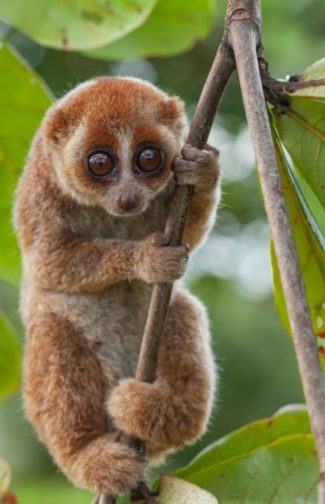 cropped-slow-loris-1.jpg